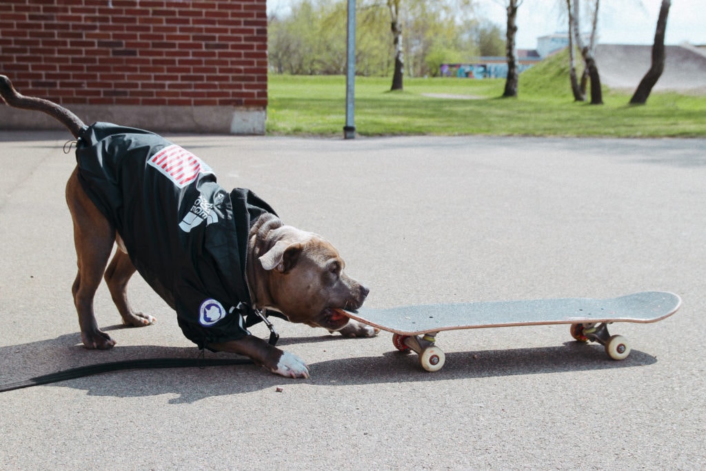 american bully hundklader jacka