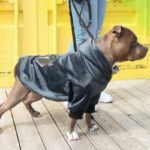 sammets hundtroja hund
