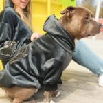 sammets hundtroja hund sittandes