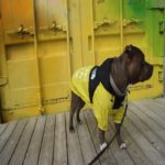 the dog face gul hundjacka 1