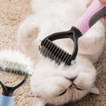 tovutredare katt